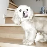 アメリカンコッカースパニエル【滋賀県・男の子・2025年8月25日・バフ】の写真2