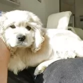 アメリカンコッカースパニエル【滋賀県・男の子・2025年8月25日・バフ】の写真6