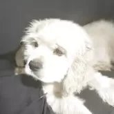 アメリカンコッカースパニエル【滋賀県・男の子・2025年8月25日・バフ】の写真7