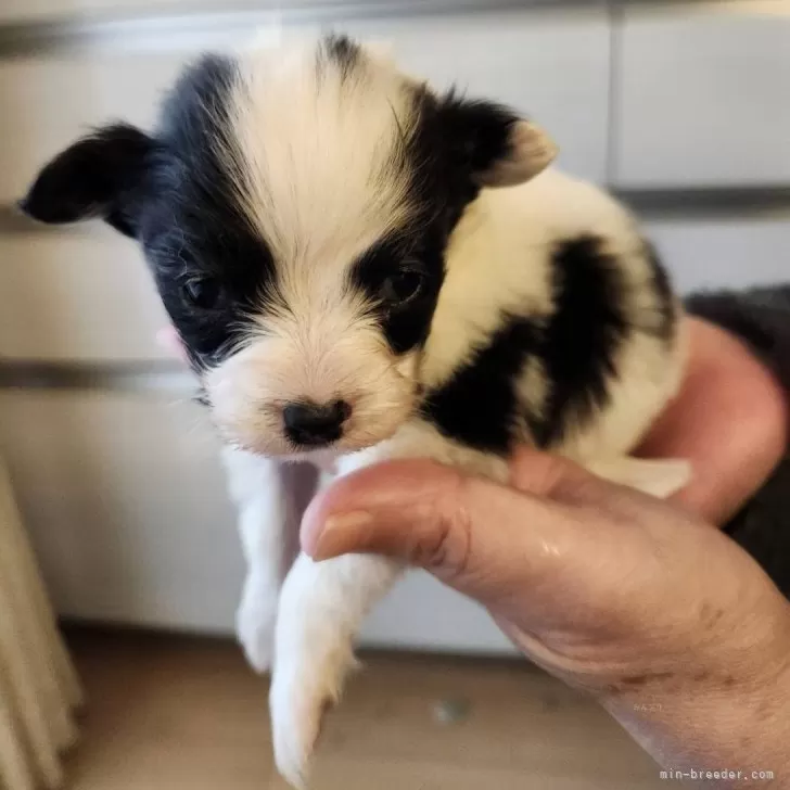 はなちゃん 様のお迎えした子犬