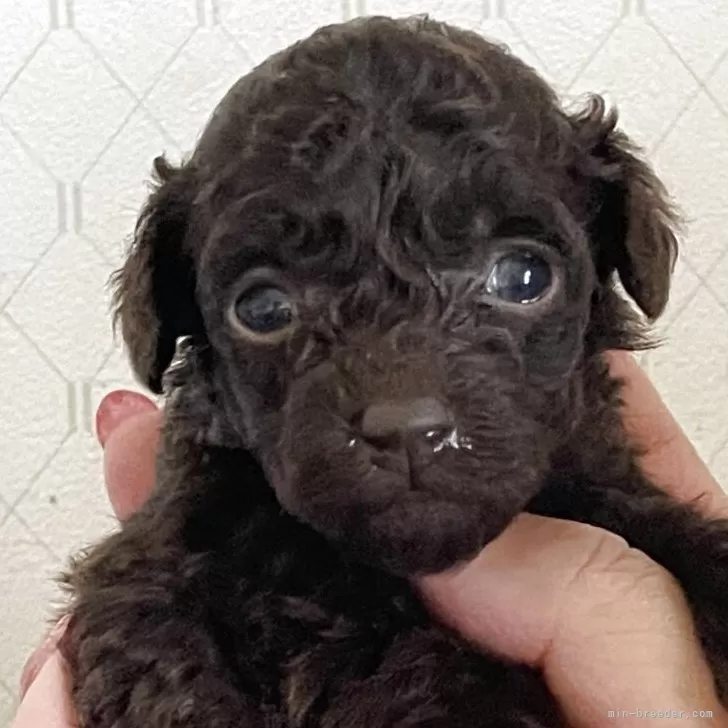 ID:2504-05005の子犬