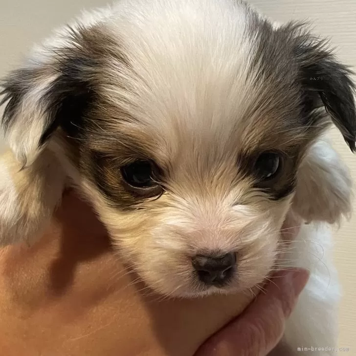 れんくん 様のお迎えした子犬