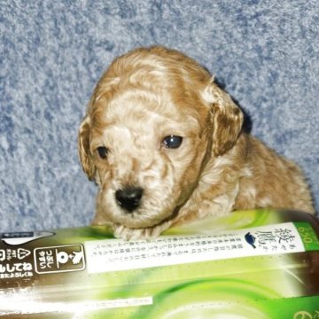 トイプードル(トイ)【滋賀県・女の子・2025年10月26日・アプリコット】の写真「両親は遺伝子検査クリアです」