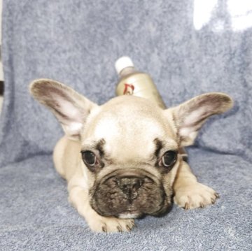 フレンチブルドッグ【滋賀県・男の子・2025年9月6日・フォーン、ブラックマスク】の写真「耳の立ち始めは、かわいーい！」
