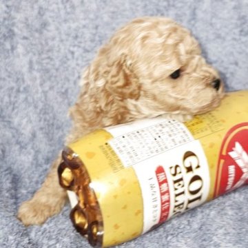 トイプードル(トイ)【滋賀県・男の子・2025年10月26日・アプリコット】の写真「両親は遺伝子検査クリアです」