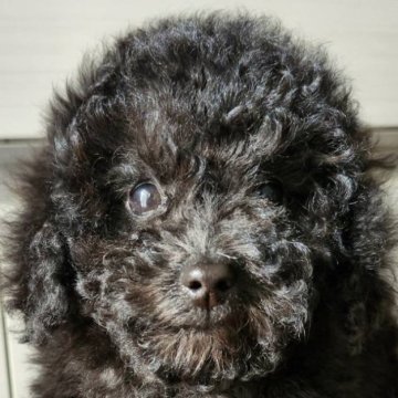 トイプードル(タイニー)【滋賀県・女の子・2024年11月3日・ブラック】の写真「すぐにお迎えしていただけます♪」