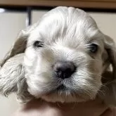 アメリカンコッカースパニエル