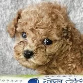 ティーカッププードル