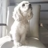 アメリカンコッカースパニエル