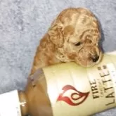 ティーカッププードル