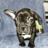 フレンチブルドッグ