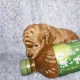 トイプードル(トイ)【滋賀県・男の子・2025年10月26日・アプリコット】の写真2