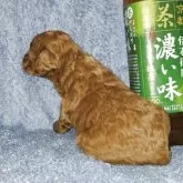 トイプードル(トイ)【滋賀県・男の子・2025年10月26日・アプリコット】の写真3