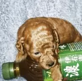 トイプードル(トイ)【滋賀県・男の子・2025年10月26日・アプリコット】の写真5