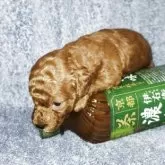 トイプードル(トイ)【滋賀県・男の子・2025年10月26日・アプリコット】の写真6