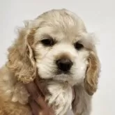 アメリカンコッカースパニエル【滋賀県・男の子・2025年8月25日・バフ】の写真13