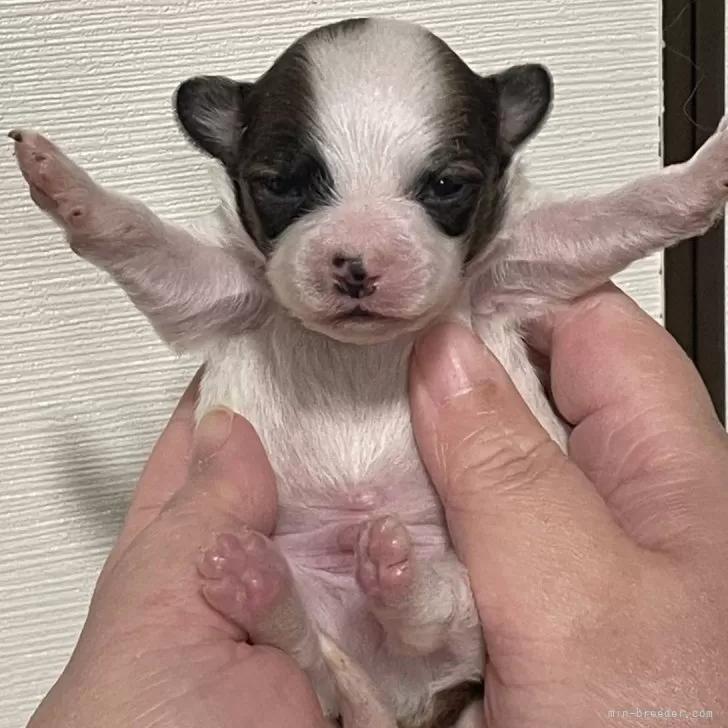 ID：2403-00086の子犬