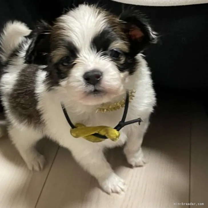 ID:2302-02376の子犬