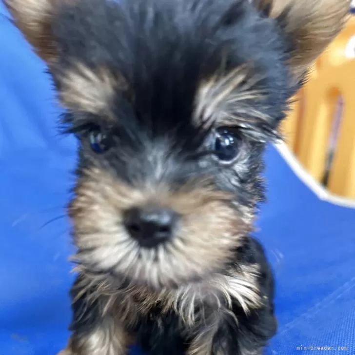 ID:2504-06455の子犬