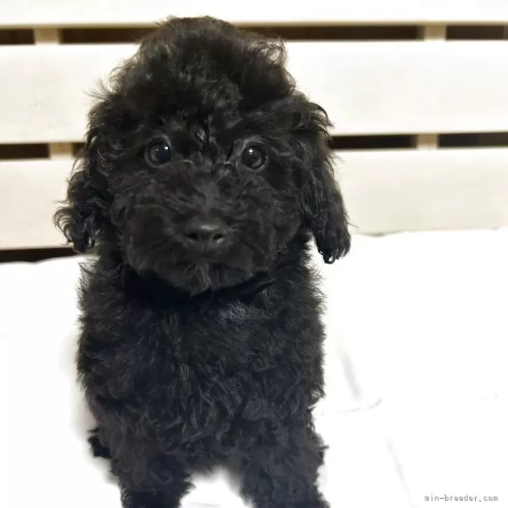 タイニープードル【沖縄県・男の子・2025年7月12日・ブラック】の写真1「僕イケメンでしょう🤗迎えに来てねー🙏って言ってまーす😍」