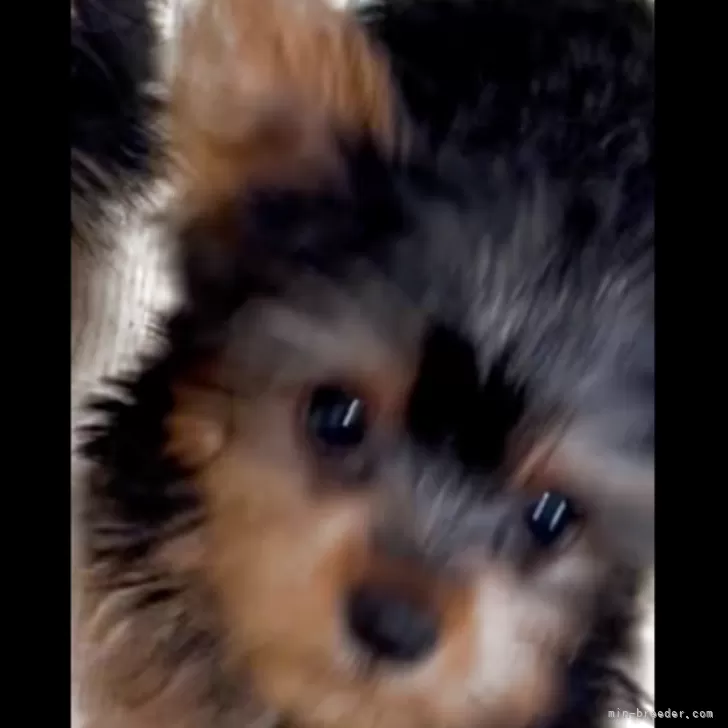 ID：2504-06835の子犬