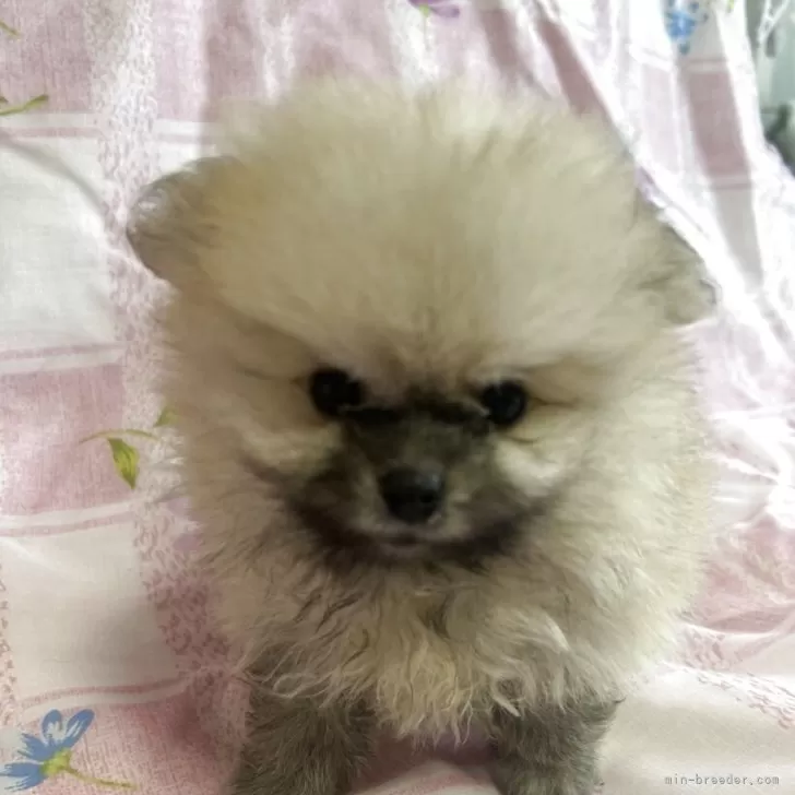 ポメラニアン【沖縄県・男の子・2025年7月7日・ウルフセーブル】の写真1「真っ直ぐ🐶見てくれてまーす💕」