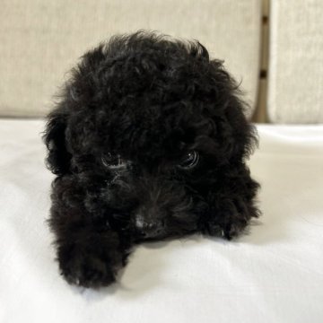 タイニープードル【沖縄県・男の子・2025年9月9日・ブラック&ホワイト】の写真「胸の白いカラーがチャームポイント😊」