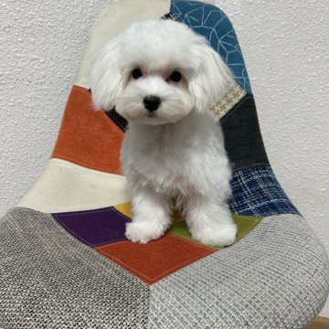 マルチーズ【沖縄県・男の子・2024年8月23日・ホワイト】の写真「マイペースで、おもちゃ🧸大好き😘短足君❣️」