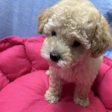 トイプードル(トイ)【沖縄県・男の子・2024年10月10日・アプリコット】の写真「🐶陽気男の子🐩毛量多め👍😊実物かわいいです」