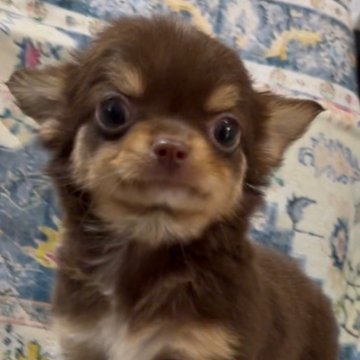 チワワ(ロング)【沖縄県・男の子・2024年12月28日・チョコタン】の写真「とても凛々しい💕お顔のチワワくんですよ🥰」