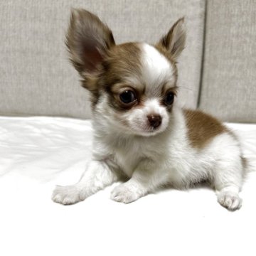 チワワ(ロング)【沖縄県・男の子・2025年9月19日・パーティ】の写真「ブラックフライデーお値引開催中😊お問合せください」