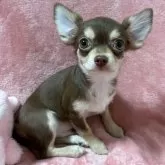 チワワ(ロング)