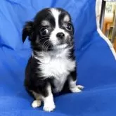 チワワ(ロング)