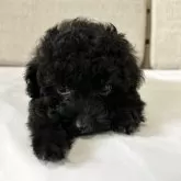 タイニープードル