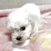 マルチーズ