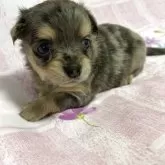 ミックス(チワワ×ミックス)【沖縄県・男の子・2025年7月15日・チョコマール】の写真1「とてもおとなしい🤎マールくんです❣️」