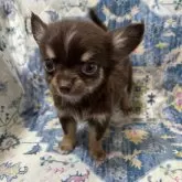 チワワ(ロング)【沖縄県・男の子・2024年12月28日・チョコ&タン】の写真1「凛々しお顔立ちの🐶チワワ君です❣️」