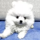 ポメラニアン