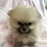 ポメラニアン【沖縄県・男の子・2025年7月7日・ウルフセーブル】の写真1「真っ直ぐ🐶見てくれてまーす💕」