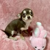 チワワ(ロング)【沖縄県・男の子・2025年7月7日・チョコタン&ホワイト】の写真3