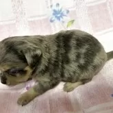 ミックス(チワワ×ミックス)【沖縄県・男の子・2025年7月15日・チョコマール】の写真3「綺麗にマール模様が入ってます💕👍」