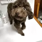 タイニープードル【沖縄県・男の子・2024年10月7日・ブラウン】の写真4「🐩成長した翔平くん🤎」