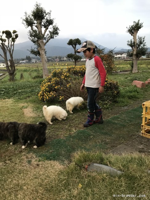 家族みんなで可愛いがっています｜赤池　光恵(あかいけ　みつえ)ブリーダー(静岡県・秋田犬など・秋田犬保存会/KC登録)の紹介写真3