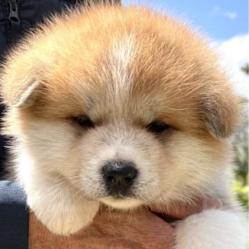 秋田犬【静岡県・女の子・2025年3月7日・赤】の写真「兄弟の中でただ1人の女の子ですが一番活発で元気な仔」