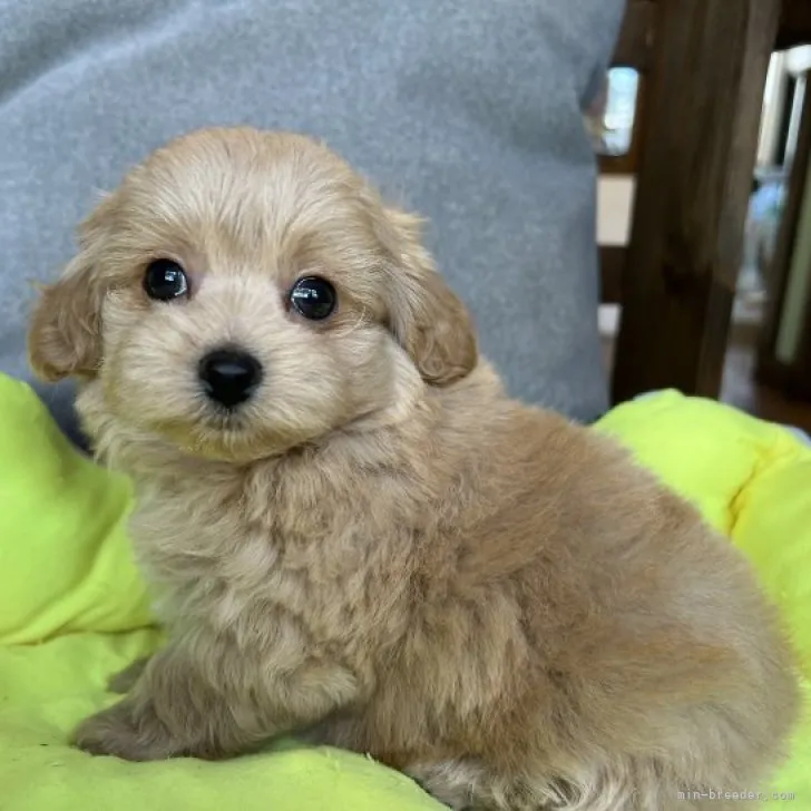 ID:2311-06171の子犬