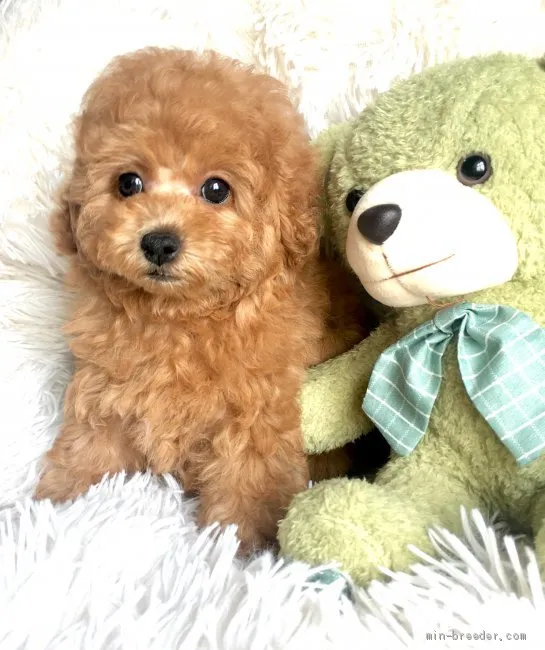 A.M 様のお迎えした子犬