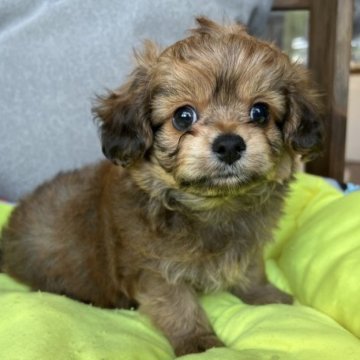 チワプー(チワワ×トイプードル)【沖縄県・男の子・2023年9月24日・フォーン】の写真「たぬきみたいに可愛い色と可愛いお顔♡」