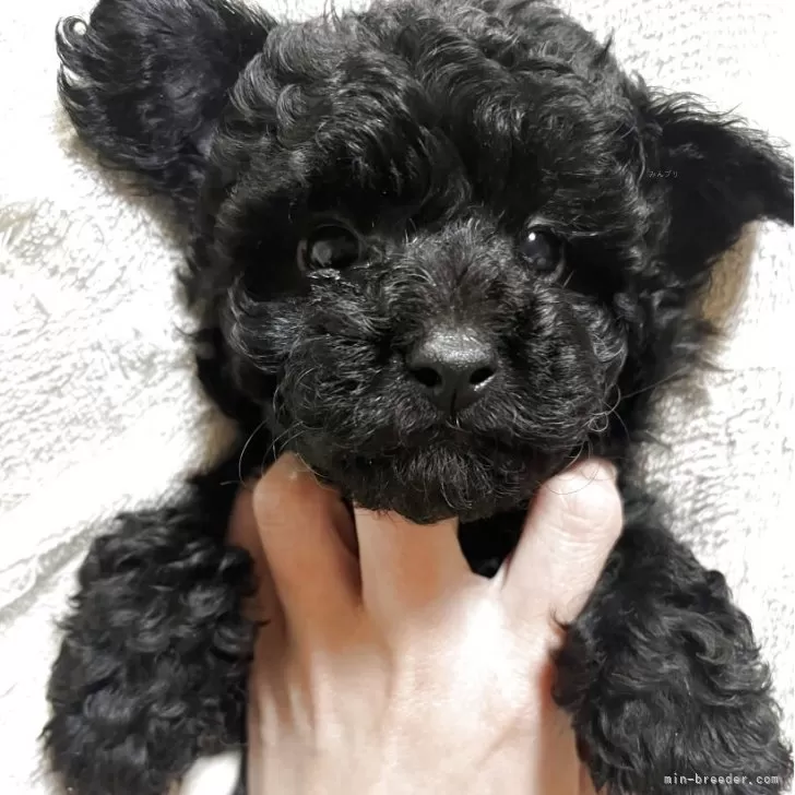 ID：2503-08148の子犬