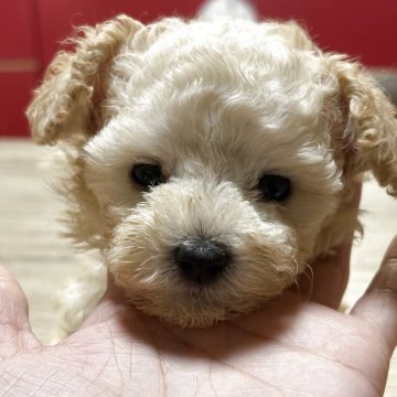 タイニープードル【高知県・男の子・2025年8月6日・クリーム】の写真「兄妹の中で1番小さな子になります。」
