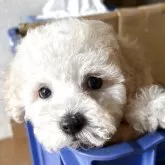 タイニープードル